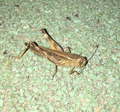 Shirakiacris shirakii