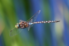 Aeshna interrupta interrupta