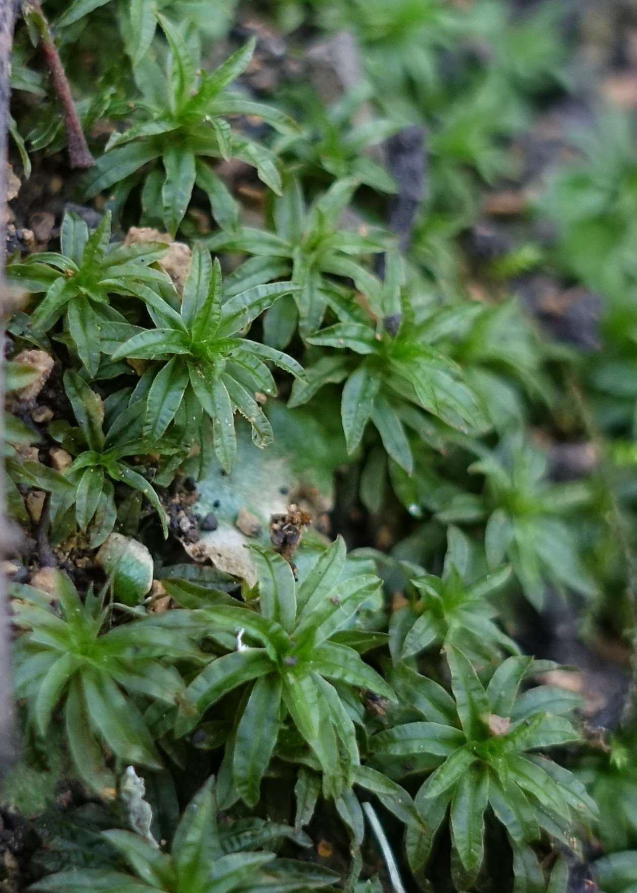 Atrichum selwynii