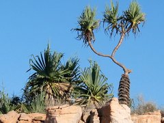 Pandanus spiralis