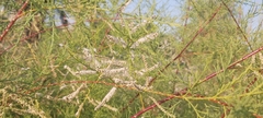 Tamarix aucheriana