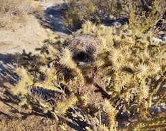 Campylorhynchus brunneicapillus