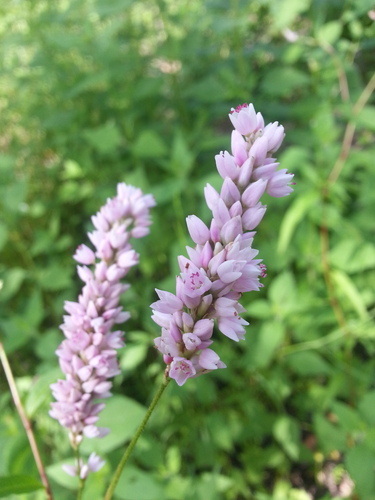 Pennsylvania Smartweed (Polygonum pennsylvanicum) · iNaturalist