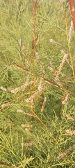 Tamarix aucheriana