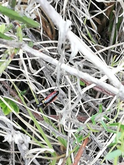 Pseudomeloe collegialis