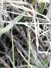 Pseudomeloe collegialis