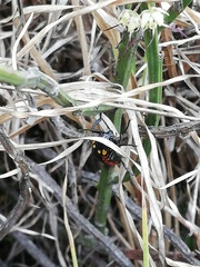 Pseudomeloe collegialis