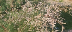 Tamarix aucheriana