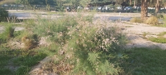Tamarix aucheriana