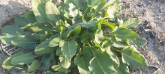 Rumex spinosus