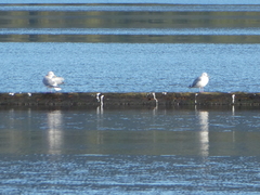 Larus glaucoides thayeri