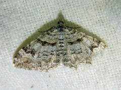 Xanthorhoe abrasaria congregata