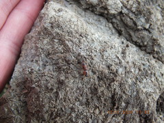 Aeolus mellillus