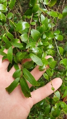 Pittosporum lancifolium