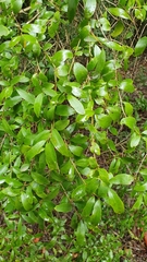 Pittosporum lancifolium
