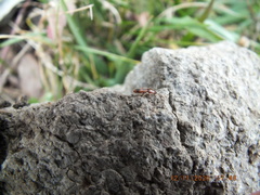 Aeolus mellillus