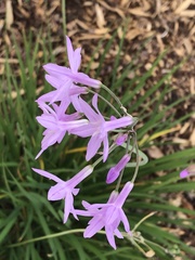 Tulbaghia violacea