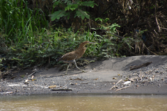 Tigrisoma