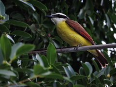 Pitangus sulphuratus