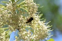 Phytomia incisa