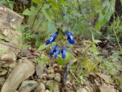 Salvia prunelloides