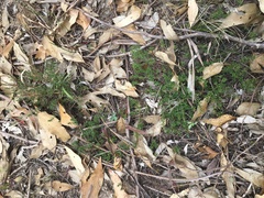 Hibbertia pedunculata