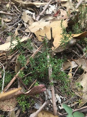 Hibbertia pedunculata