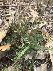 Hibbertia pedunculata