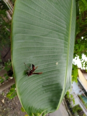 Polistes tenebricosus