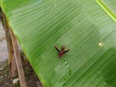 Polistes tenebricosus