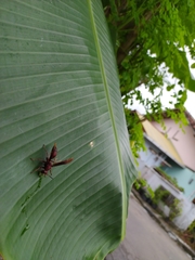 Polistes tenebricosus