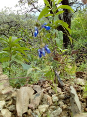 Salvia prunelloides