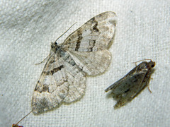 Xanthorhoe abrasaria congregata