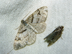 Xanthorhoe abrasaria congregata