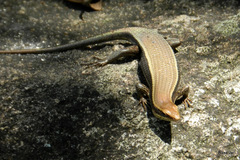 Eutropis lankae