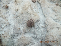 Mcphersonarcys aequalis