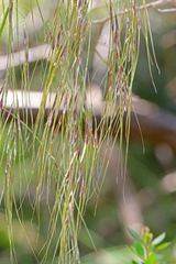 Austrostipa pubinodis
