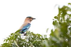 Coracias benghalensis