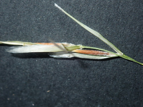 Image of Austrostipa rudis by (c) Thomas Mesaglio, some rights reserved (CC BY)