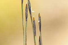 Austrostipa pubinodis
