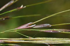 Austrostipa pubinodis