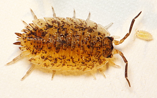 Common Rough Woodlouse, photo 10 of 10