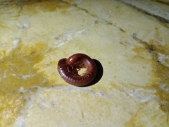 Trigoniulus corallinus