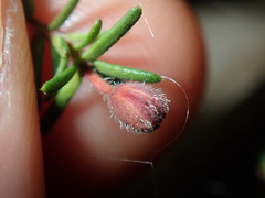 Hibbertia pedunculata
