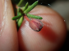 Hibbertia pedunculata