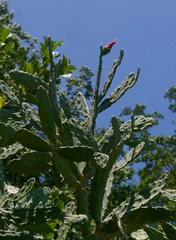 Opuntia dejecta