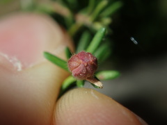 Hibbertia pedunculata