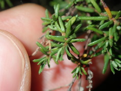 Hibbertia pedunculata