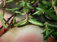 Hibbertia pedunculata
