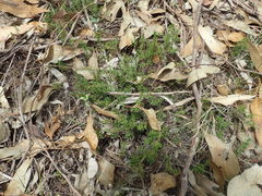 Hibbertia pedunculata